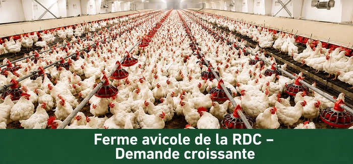 Grande_Ferme_Avicole_Avec_Equipement_D_Alimentation_Automatique_En_RDC