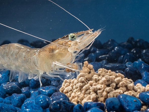 Granules_D_Aliments_Pour_Crevettes_Destines_A_L_Aquaculture
