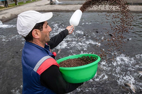 Alimentation_Manuelle_Avec_Granules_Flottants_Pour_Poissons_Dans_Un_Bassin_Aquacole